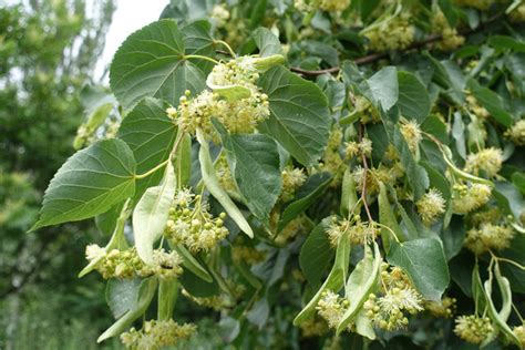 Broadleaf Trees Alba Trees