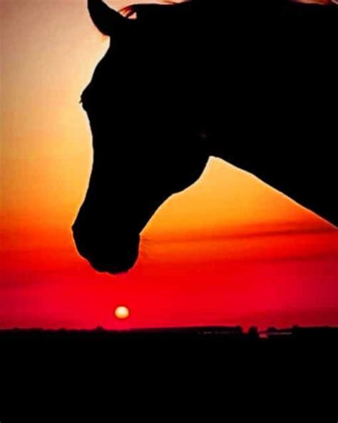 Horse Silhouette At Sunset - Animals Paint By Numbers - Num Paint Kit