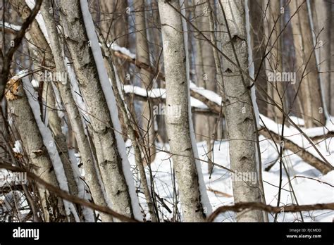 Birch trees snow hi-res stock photography and images - Alamy