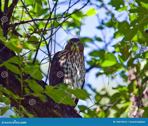 Cooper s Hawk stock photo. Image of hunter, nature, wild - 10075816