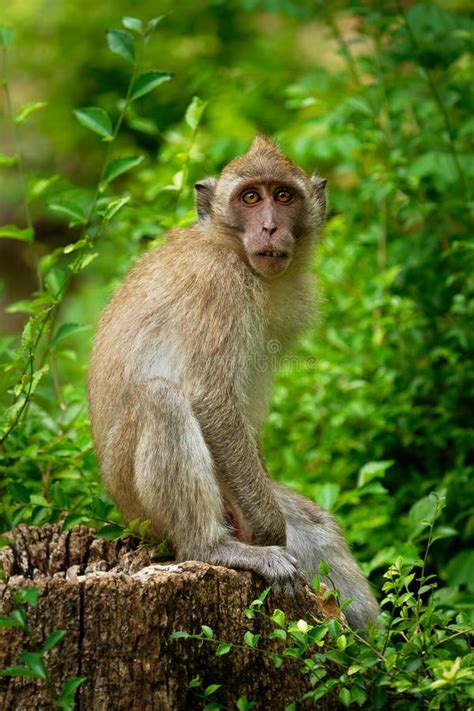 Macaco De Cola Larga Macaca Fascicularis TambiÃn Conocido Como