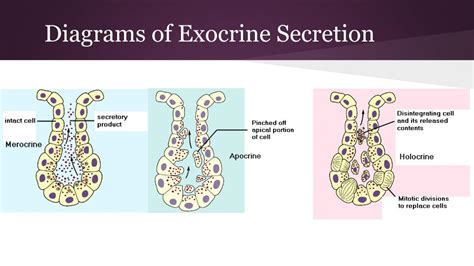 Ppt The Endocrine System Hormones Powerpoint Presentation Free