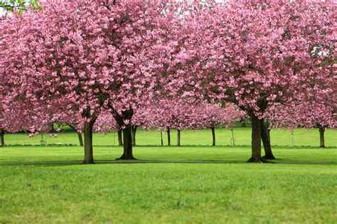 La extraordinaria belleza del cerezo japonés