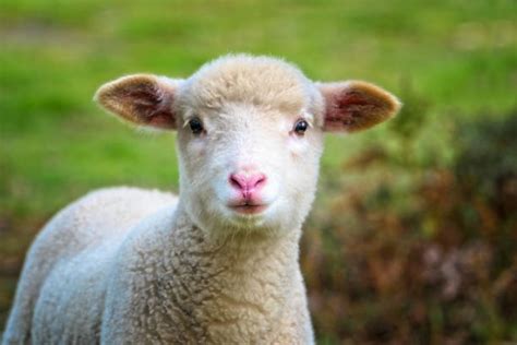 Lamb Meat Stock Photos, Pictures & Royalty-Free Images - iStock