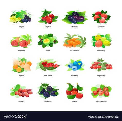 Forest berry and fruit plant Royalty Free Vector Image