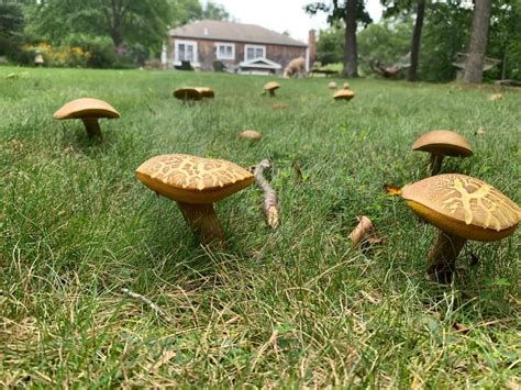 What Causes Mushrooms In Your Lawn Yard Success