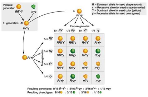 How To Cross 4 Alleles