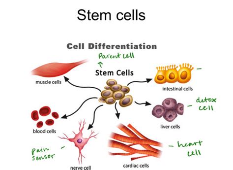 Stem Cells Chen Flashcards Quizlet