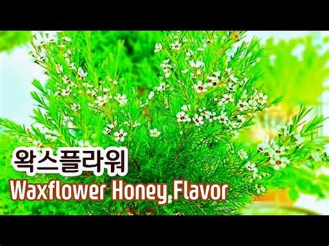 Geraldton Waxflower Honey Flavor