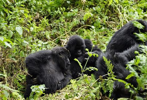 Days Congo Lowland Gorilla And Masai Mara Safari Safari Vacations