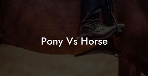 Pony Vs Horse - How To Own a Horse