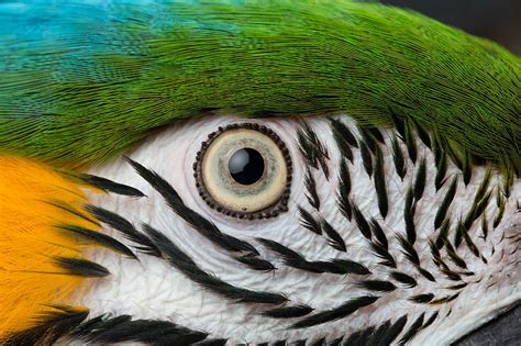 Parrot S Eye Pasare Eye Yellow Parrot Green Bird Texture Skin