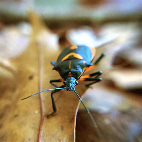 boxelder bug  autumn leaf smithsonian photo contest smithsonian