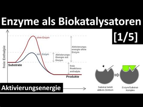 Enzyme sind Biokatalysatoren Einführung Enzyme Aktivierungsenergie