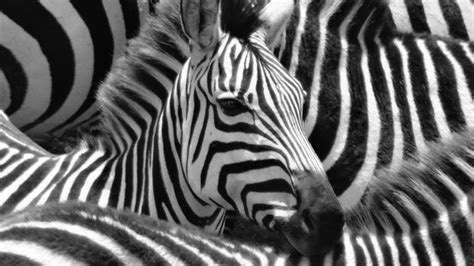 This zebra optical illusion has left the internet divided ... which one ...