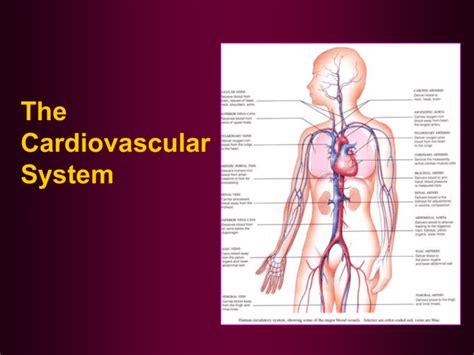 Cardiovascular System Ppt