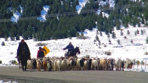 El Operativo Trashumancia A Prueba Por Las Intensas Nevadas Mejor