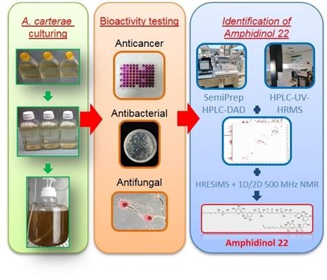 Marine Drugs Free Full Text Amphidinol 22 A New Cytotoxic And