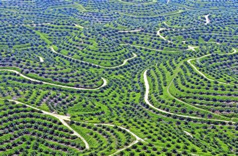 Palmöl Das umstrittene Öl aus dem Regenwald Wirtschaft Stuttgarter