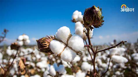 Varieties Of Cotton कापसाच्या विविध जातींचा रंजक इतिहास माहितेय का History Of Different