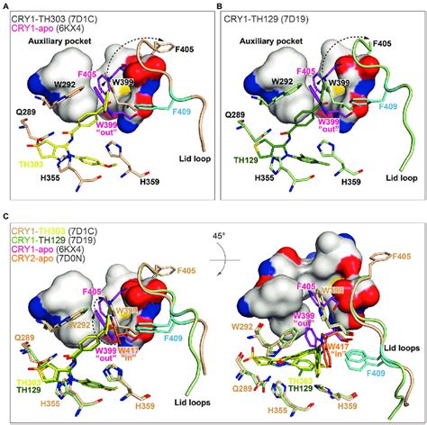 The Binding Of Benzophenone Derivatives To Cry Induced Gatekeeper