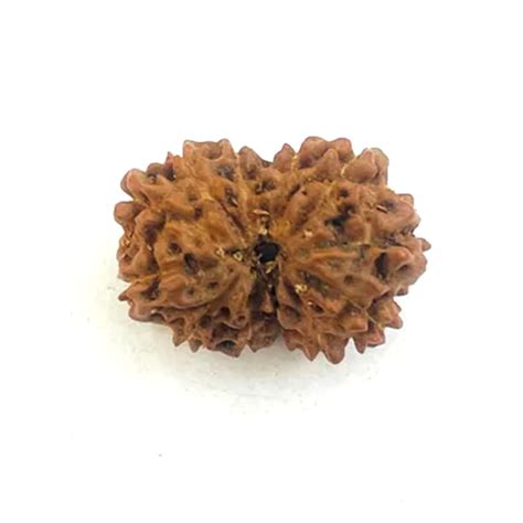 Multiple Use 12 Mukhi Rudraksha At Best Price In Jaipur K Gems