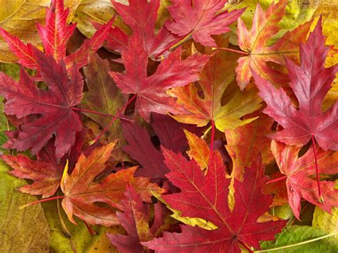 Trees That Turn Red In Fall