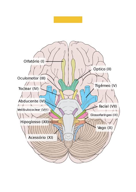 Nervos Cranianos Anatomia Humana I