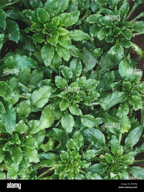 1st Year Leaves Of Campanula Medium Canterbury Bell Stock Photo Alamy