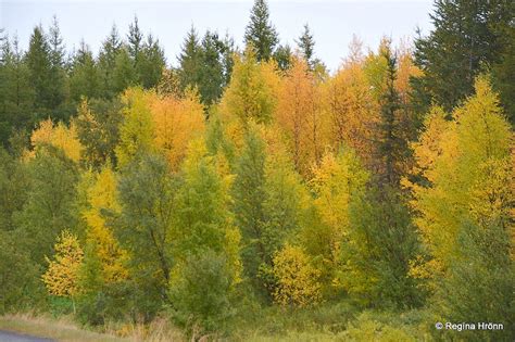 Hallormsstaðaskógur Forest In East Iceland Icelands Largest Forest