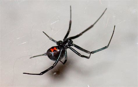 Tracys Comprehensive Guide To Black Widow Spider Control