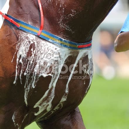 Horse Sweat Stock Photos - FreeImages.com