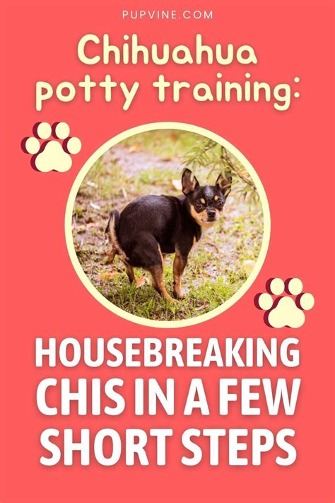 Chihuahua puppy training – Artofit