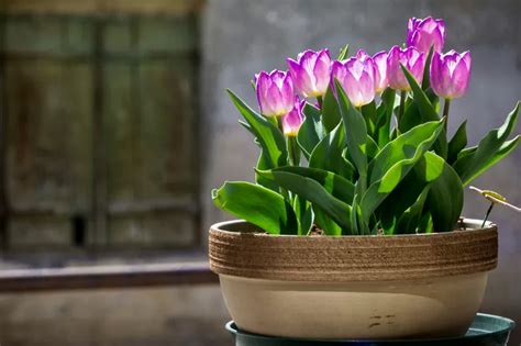 How To Plant And Care For Potted Tulips Lovetoknow In 2023 Planting Tulips Plants Tulips