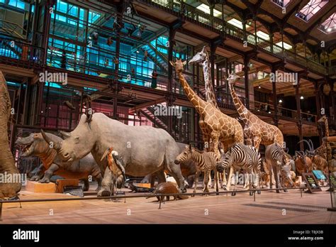 France Paris Museum National D Histoire Naturelle National Museum Of