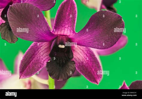 Dendrobium Orchideenpflanze Hi Res Stock Photography And Images Alamy