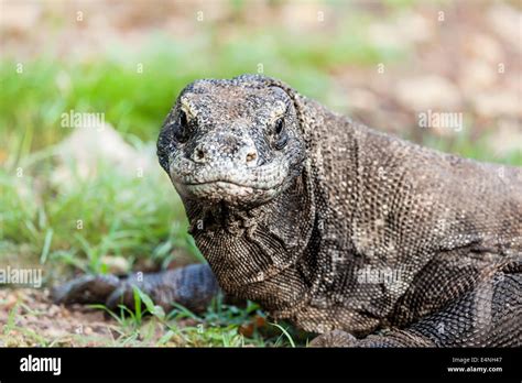 Conservazione Del Drago Di Komodo Immagini E Fotografie Stock Ad Alta