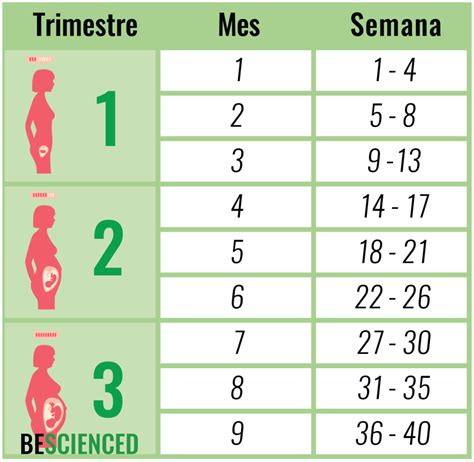 ¿cómo Calcular De Cuantos Meses Semanas Y Trimestres De Embarazo Estás