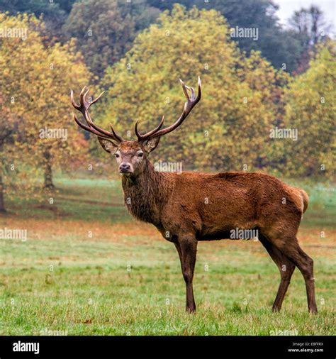 Portrait of stag in a park, England, UK Stock Photo: 74100430 - Alamy
