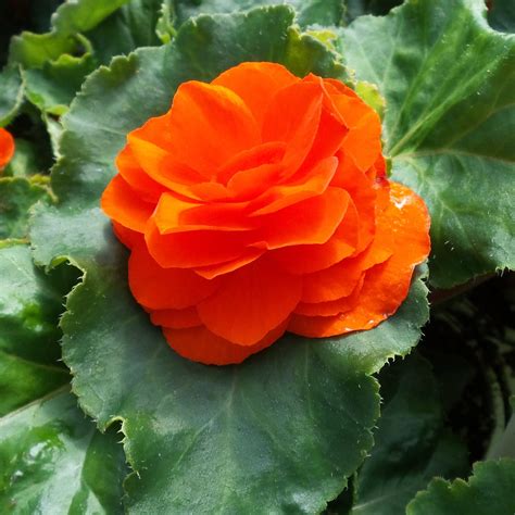 Begonia NONSTOP Orange - Buy Begonia Tuberous Annuals Online