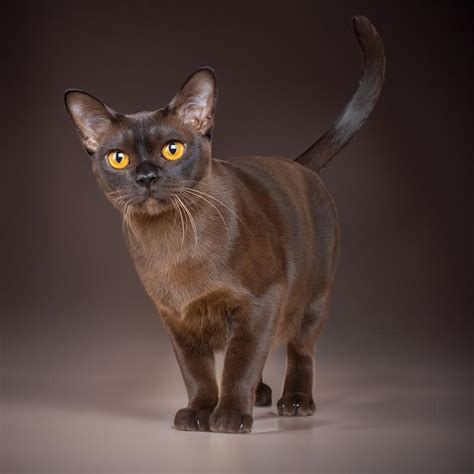 Discover the 10 Beautiful Burmese Cat Colors | Royal Esprit Burmese Cattery