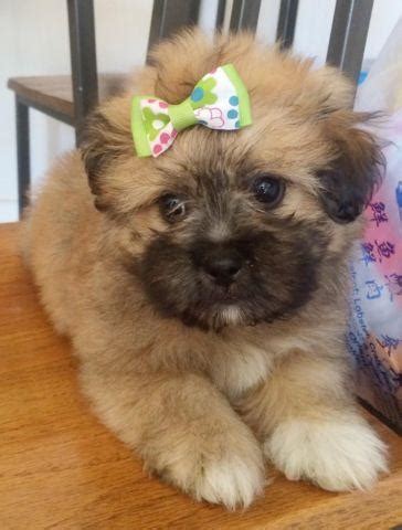 **Fluffy Pomeranian-Shih Tzu (Pom-Shih)Puppies!** for Sale in Tracy ...