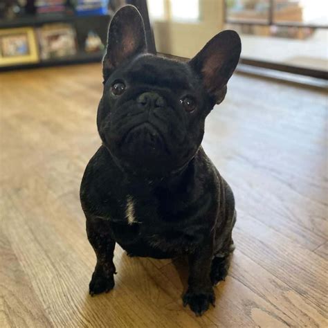 Black Brindle French Bulldog Short Dark And Handsome