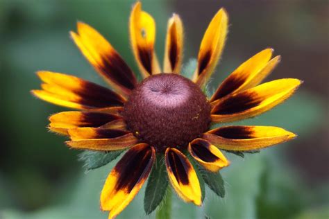 Echinacea Blume Pflanzen Kostenloses Foto Auf Pixabay Pixabay