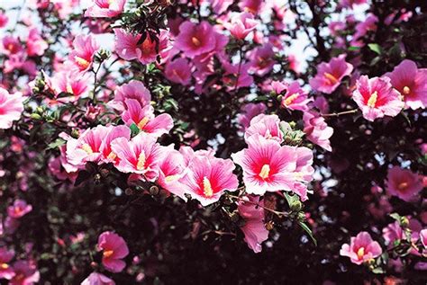 Korean National Flower Mugunghwa