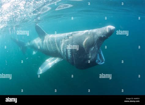 basking shark feeding in the UK Stock Photo - Alamy