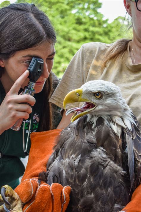 Virginia Zoo Honors Healthcare Workers With Free Admission Virginia Zoo