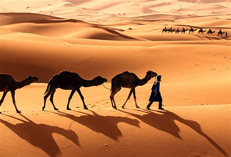 C Mo Pueden Sobrevivir Los Camellos En El Desierto