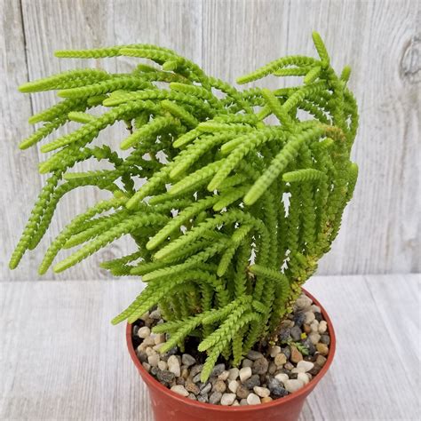 Watch Chain Crassula Muscosa Lycopodioides Planting Succulents Succulents Sweet Potato Slips