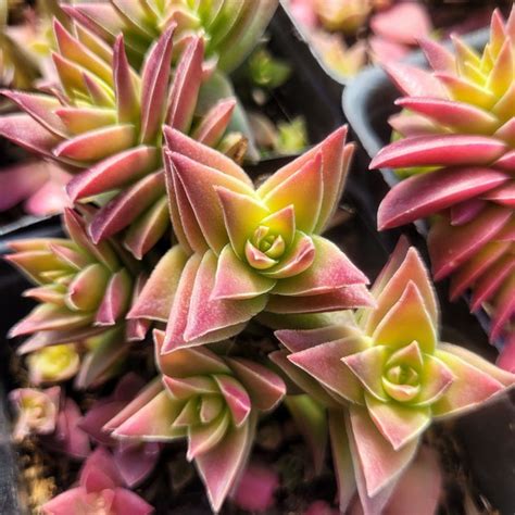 Crassula Corymbulosa Shark S Tooth Mcg™